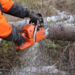 forest tree off chainsaw logger 4081290